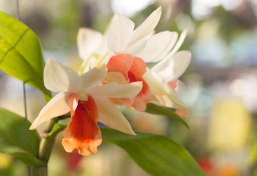 Orchid flowers, Laeliocattleya orange and white color