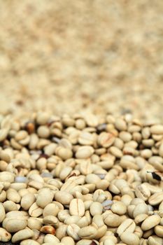 Background texture coffee beans are dried before roasting