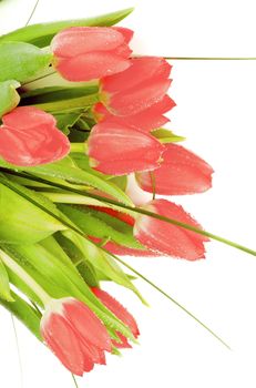 Eleven Spring Magenta Tulips with Green Grass and Water Drops on White background. Retro Styled