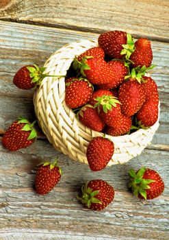 Perfect Ripe Forest Strawberries in Wicker Bowl on Rustic Wooden background. Top View