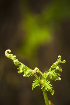 Close up of new fern leaves beginning to open in the English countryside