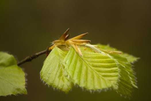 Close up of Beech tree leaves beginning to open in Spring