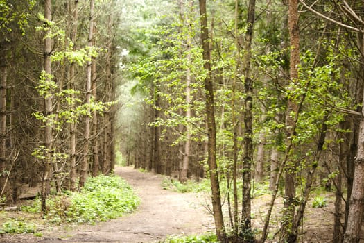 Beautiful English woodland scene with light coming though the trees.