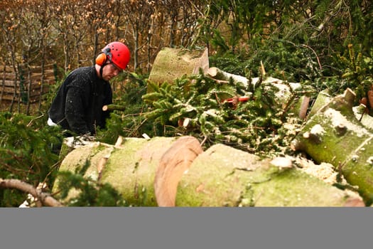 Woodcutter in action in denmark