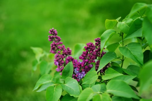 Spring branch of lilac purple on green background