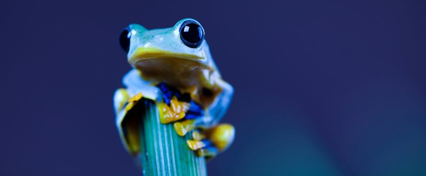 Green tree frog on colorful background