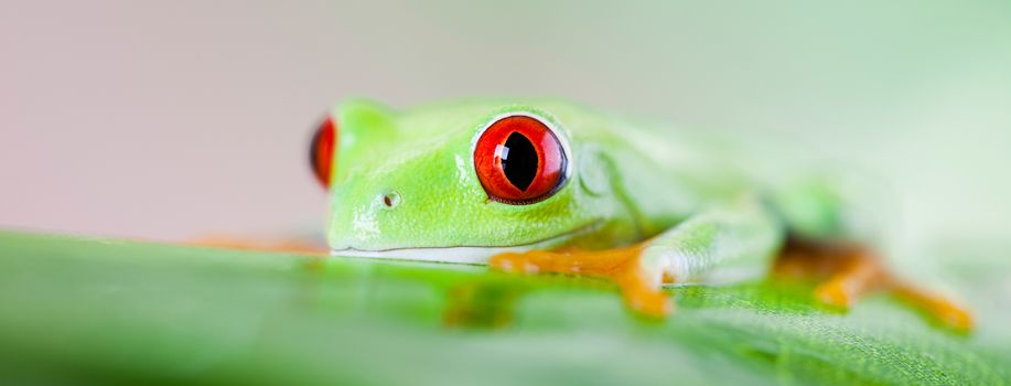 Red eye tree frog on leaf on colorful background