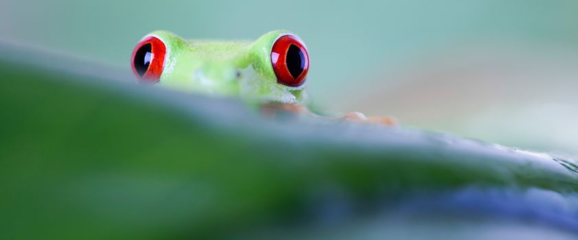 Red eye tree frog on leaf on colorful background
