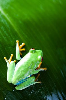 Frog in the jungle on colorful background