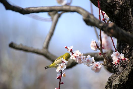 Japanese white-eye and plum blossoms