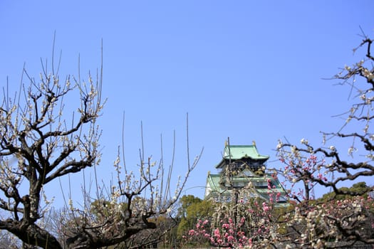 Osaka Castle and plum blossoms in spring season