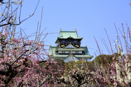 Osaka Castle and plum blossoms in spring season