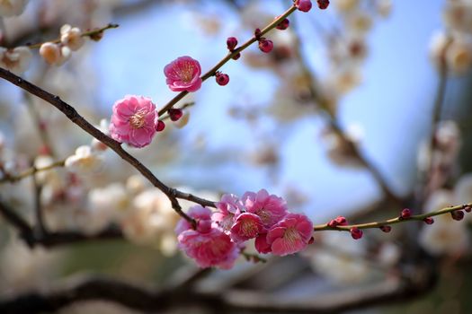 Plum blossom in spring season