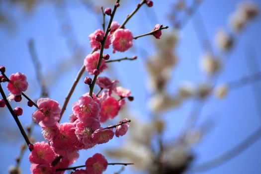 Plum blossom in spring season