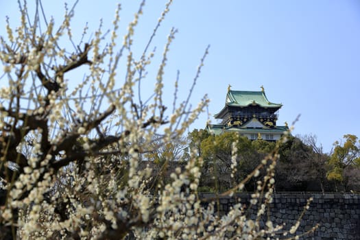 Osaka Castle and plum blossoms in spring season