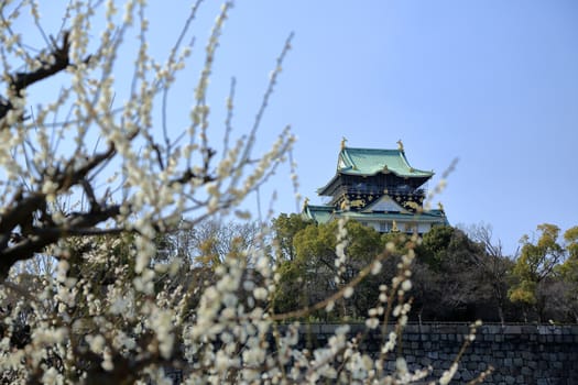 Osaka Castle and plum blossoms in spring season