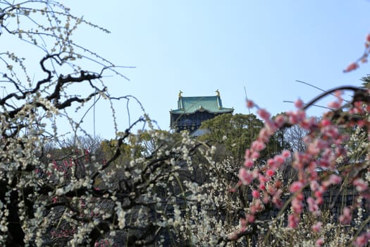 Osaka Castle and plum blossoms in spring season