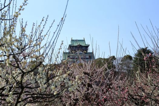 Osaka Castle and plum blossoms in spring season