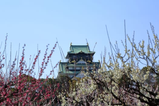 Osaka Castle and plum blossoms in spring season