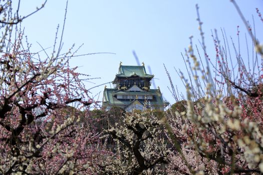 Osaka Castle and plum blossoms in spring season