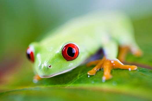 Tree frog on colorful background