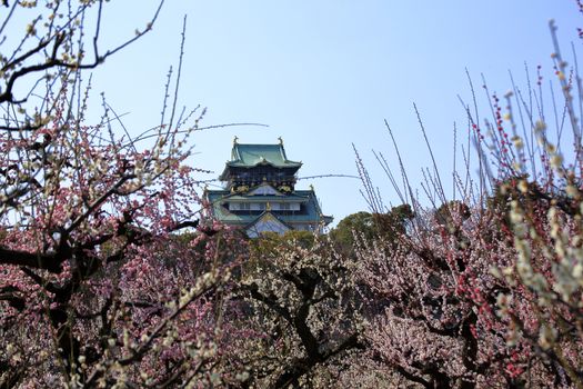 Osaka Castle and plum blossoms in spring season