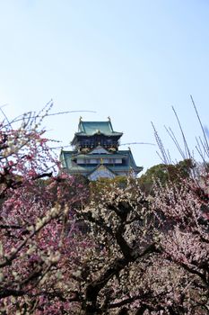 Osaka Castle and plum blossoms in spring season