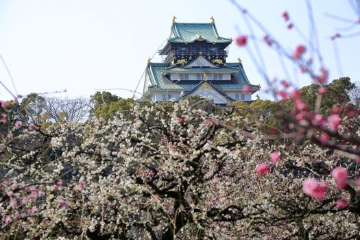 Osaka Castle and plum blossoms in spring season