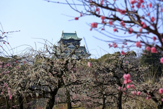 Osaka Castle and plum blossoms in spring season