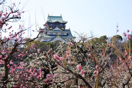 Osaka Castle and plum blossoms in spring season