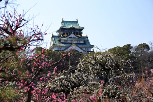 Osaka Castle and plum blossoms in spring season