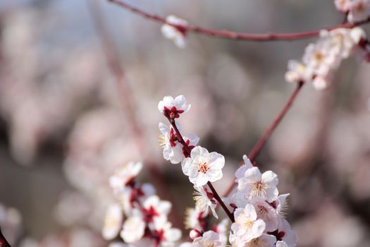 Plum blossom in spring season