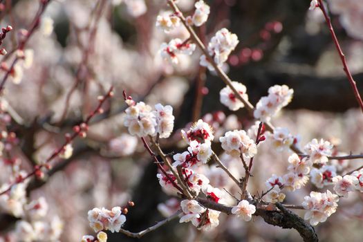 Plum blossom in spring season