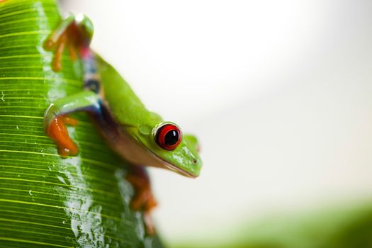 Green tree frog on colorful background