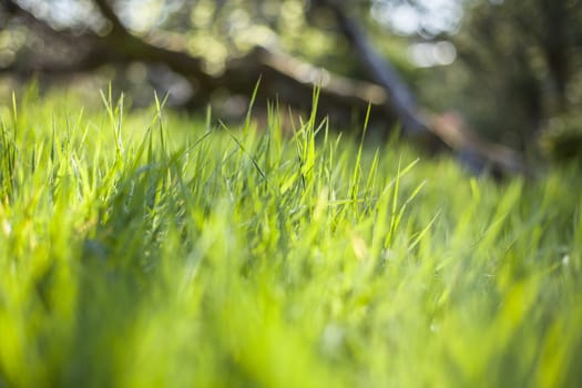 Close up of vivid green grass in the sun. Focus is in the middle of the photo, most of the pic is out of focus