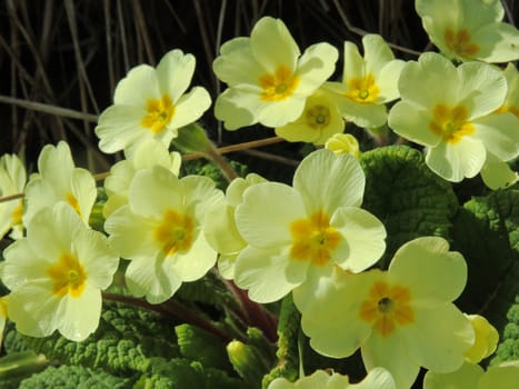 A close-up image of colourful Wild Primroses.