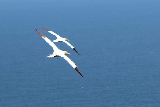 An image of a pair of Gannets flying over the ocean.
