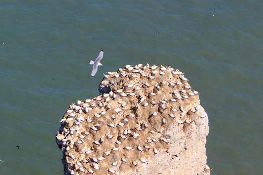 An image of a gannet colony on the Yorkshire coast.