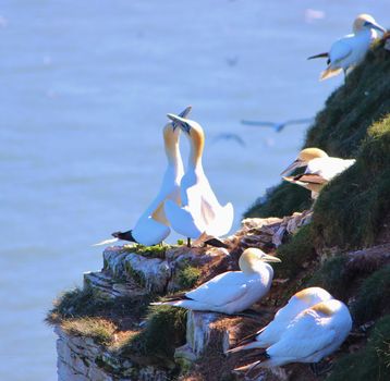 A close-up image of gannets nesting on the Yorkshire coast.