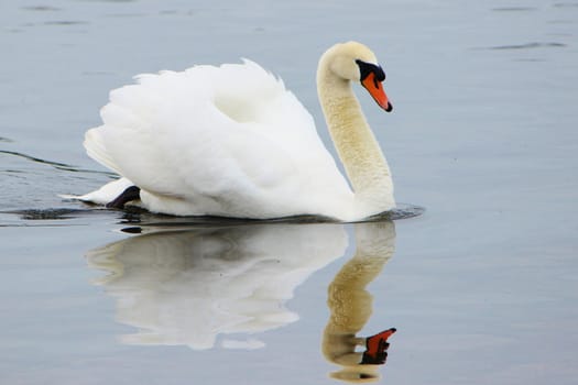 Close-up image of an adult Mute Swan.