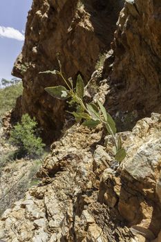 This photo was shot from Alice Springs which located in Northern Terrritory, Australia. This is the dry area of Australia. There are many of Aboriginals stay there.
