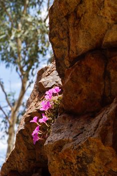 This photo was shot from Alice Springs which located in Northern Terrritory, Australia. This is the dry area of Australia. There are many of Aboriginals stay there.