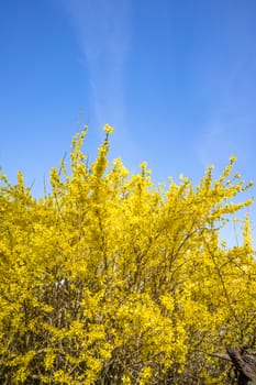 Yellow Forsythia bush on blue background in the spring
