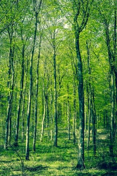 Green beech forest in the springtime