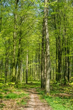 Beech forest in the springtime in green colors