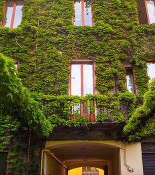 View of Italian house covered by ivy