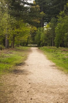 Beautiful English woodland scene with light coming though the trees.