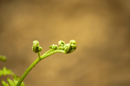 Close up of new fern leaves beginning to open in the English countryside