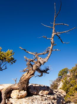 Dead tree near Bright Angel Point on the North Rim of the Grand Canyon.