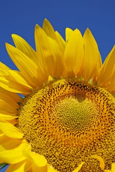 Beautiful sunflower close-up